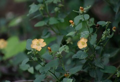 Abutilon fruticosum