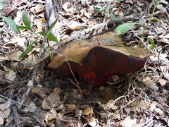 Rubroboletus haematinus