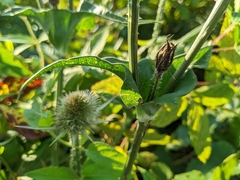 Dipsacus laciniatus