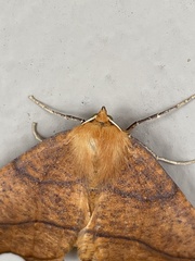 Tetracis jubararia