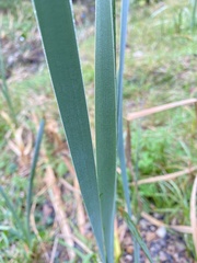 Typhaceae