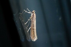 Atomotricha