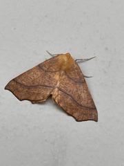 Tetracis jubararia