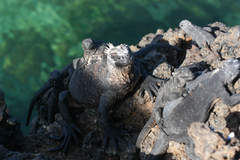 Amblyrhynchus cristatus