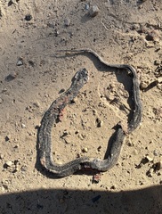 Thamnophis elegans vagrans