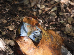 Rubroboletus haematinus