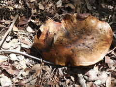 Rubroboletus haematinus