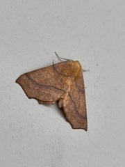 Tetracis jubararia