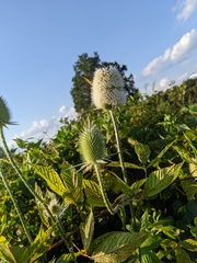 Dipsacus laciniatus