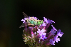 Agapostemon