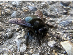 Xylocopa californica