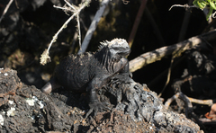 Amblyrhynchus cristatus