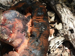 Rubroboletus haematinus