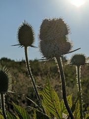 Dipsacus laciniatus