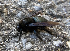 Xylocopa californica