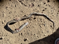 Thamnophis elegans vagrans