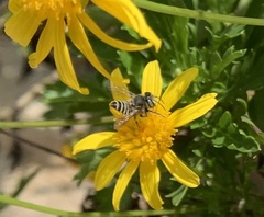 Eutricharaea