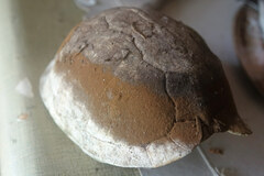 Terrapene carolina triunguis