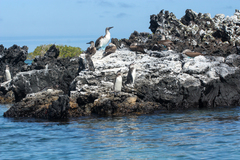 Spheniscus mendiculus