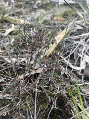 Euryomyrtus ramosissima