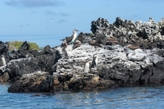 Sula nebouxii excisa