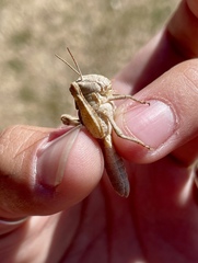 Dissosteira carolina