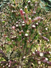 Hatiora salicornoides