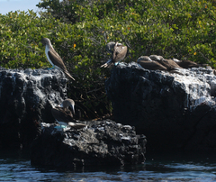 Sula nebouxii excisa