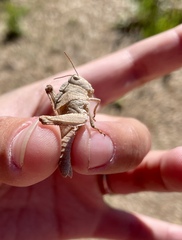 Dissosteira carolina