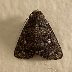 Condica