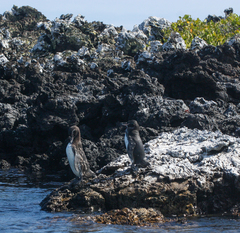 Spheniscus mendiculus