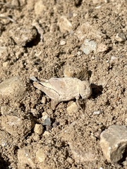 Dissosteira carolina