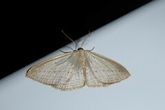 Orthoclydon praefectata