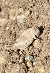 Dissosteira carolina