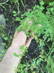 Thalictrum fendleri