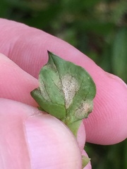 Septoria stellariae