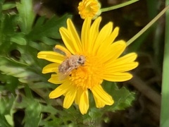 Apis cerana