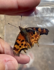 Polygonia satyrus