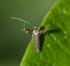 Aetole galapagoensis