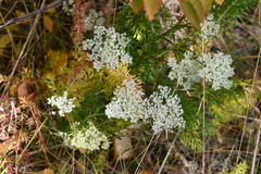 Kitagawia baicalensis