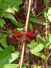 Neurothemis terminata