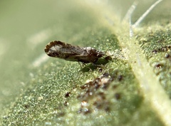 Diaphorina citri