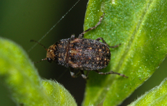Anthribidae