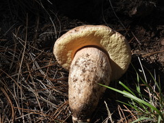 Boletus barrowsii