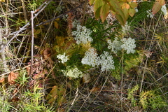 Kitagawia baicalensis