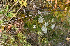 Kitagawia baicalensis