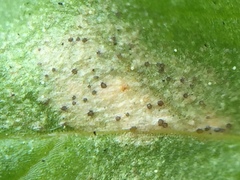 Septoria stellariae