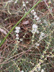Hypocalymma angustifolium