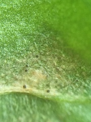 Septoria stellariae