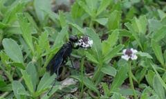 Sphecinae